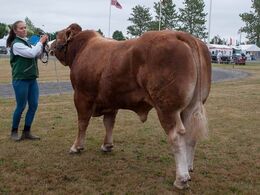 12,17 Tyre 24-30 mdr. En tyr i holdet, Bøgely Mister fra Knud Graven Andersen, Hjørring