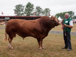 12,18 Tyre over 3 år Fløj til Søgård Roy fra Jan Søgård Larsen, Brovst (desværre ikke et billede hvor begge holdets tyre er på)