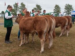 12,22 Kvier 8 - 10 mdr. Fløj (tv) Kloster Nellie-ET fra Nina & Lars Kloster, Langå