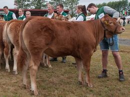 12,23 Kvier 10 - 12 mdr. En kvie i holdet, Skovlyst Nadia fra Mathias Nymann Olsen, Haarby