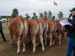 12,25 Kvier 14 - 16 mdr. Fløj (tv) til Lindegården Nelly fra Peter Kragh Madsen, Randers SV