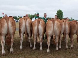 12,26 Kvier 16 - 18 mdr. Fløj (tv) til Bøgely Nuca fra Tommy Jessing, Brørup