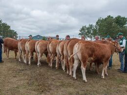 12,27 Kvier 18 - 21 mdr.  Fløj (tv) til Doverodde Maxima fra Flemming Pedersen, Børkop