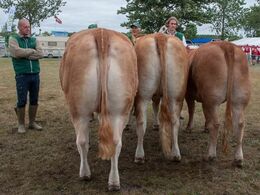 12,28 Kvier 24 - 27 mdr. Fløj (tv) Doverodde Meriza fra Flemming Pedersen, Børkop