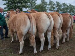 12,29 Kvier 27 - 30 mdr. Fløj (tv) til Mirabell fra Peter Kragh Madsen, Randers SV