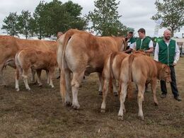 12,31 Køer 3 - 5 år med kalv Fløj (tv) til Birkely Julia fra Jakob Ravn, Thorsø