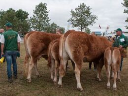 12,31 Køer 3 - 5 år med kalv Resten af holdet med køer 3-5 år med kalv