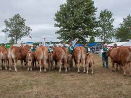 12,32 Køer over 5 år med kalv Resten af holdet af køer over 5 år med kalv