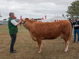 12,33 Køer 3 - 5 år uden kalv En ko i holdet, Sønderlund Loulou, fra Sønderlund Limousine, Hals