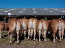 Bedste afkomsgruppe Afkom efter Eden blev bedste afkomsgruppe