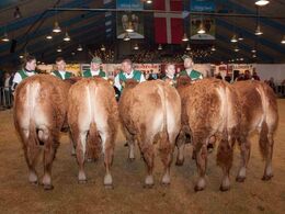 Tyre 8-10 mdr. – fløj til Grunnet Olympic fra Krogens & Skovlyst Limousine, Fyn