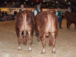 Tyre 10-12 mdr. – fløj til Gjern Novak fra Ejvind Kjøge Svejstrup, Gjern