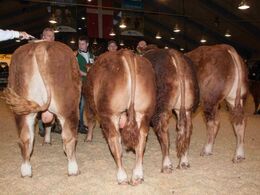 03-	Tyre 12-14 mdr. – fløj til Birkely Nanok fra Jakob Ravn, Thorsø