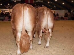 Tyre 21-24 mdr. – fløj til Ny Toftum Napolion fra Carsten Nyland, Juelsminde