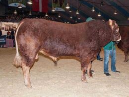 Tyre 30-36 mdr. – kun eet dyr: Lindegaarden Luggi fra Lindegaarden Limousine, Randers