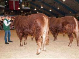 Tyre over 36 mdr. – fløj til Randers Limos fra Simon Thaysen Smidt, Ferritslev Fyn