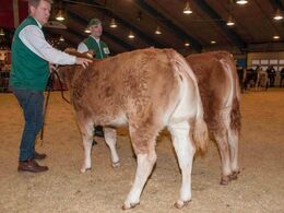 Kvier 5-6 mdr. – fløj til Grunnet Orakel fra Annika Eg Østergaard, Karby