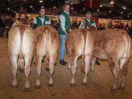 Kvier 6-8 mdr. – fløj til Karensminde Ofelia fra Søren Hedegaard Jensen, Ansager