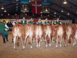 Kvier 10-12 mdr. – fløj til Doverodde Nathalie fra Andreas Eg Østergaard, Karby