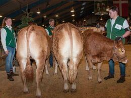 Kvier 12-14 mdr. – fløj til Doverodde Noblesse fra Lene & Per Laursen, Arden