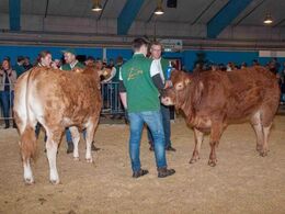 Kvier 14-16 mdr. – fløj til Bøgely Nynne fra Tommy Jessing, Brørup