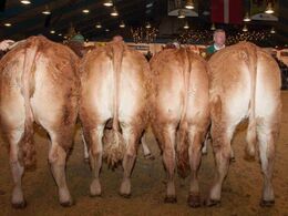 Kvier 18-21 mdr. – fløj til Damgaard Nanna fra Karsten Laursen, Juelsminde