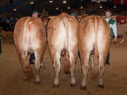 Kvier 21-24 mdr. – fløj til Lindegaarden Molly fra Sønderlund Limousine, Hals