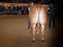 Kvier 24-27 mdr. – kun eet dyr: Krogens Margurit, fra Krogens Limousine, Fyn