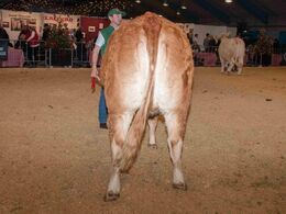 Kvier 27-30 mdr. – kun eet dyr: Sønderlund Maggie fra Carsten Nyland, Juelsminde