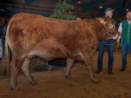 Køer 3-5 år u. kalv – kun eet dyr: Jocaste fra Anders Lange, Mørke