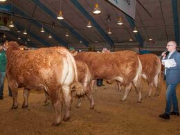 Køer 3-5 år m. kalv – fløj til Lindegaarden Kitty fra Lindegaarden Limousine, Randers