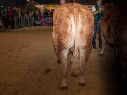 Køer over 5 år u. kalv – kun eet dyr: Gjern Lizette fra Ejvind Kjøge Svejstrup, Gjern