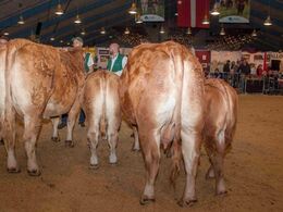Køer over 5 år m. kalv – fløj til Kalkenbjerg Diva fra Anders Lange, Mørke