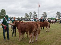 12-11 Tyre 5-6 mdr. Én tyr i holdet (tv) Nordbygaardens Pedro fra Flemming Pedersen, Børkop  (Hold 12,12 også med på billedet)