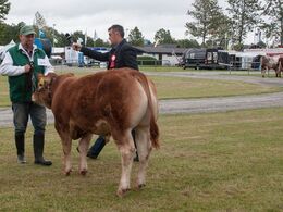 12,12 Tyre 6-8- mdr. Fløj (tv) til Elmely Opera PP fra Allan Lorentzen, Gesten