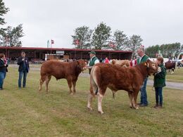 12,13 Tyre 8-10 mdr. Fløj (tv) til Balløjgårdens Obelix P fra Flemming Pedersen, Børkop