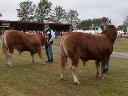 12,15 og 12,16 Tyre 12-14 mdr. hhv. 14-16 mdr. Én tyr i hvert hold.  Tv: Engtoftegård Osvald fra Anders Lange, Mørke.  Th: Vesterenge Osman Et fra Ole Ebbesen, Ribe