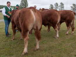 12,18 Tyre 18-21 mdr. Fløj (tv) til Hammel Napolium fra Mathias Nymann Olsen, Haarby