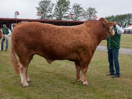 12,19 Tyre 24-30 mdr. En tyr i holdet, Ny Toftum Napolion fra Carsten Nyland, Juelsminde