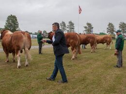 12,20 Tyre over 3 år Fløj (tv) til Bøgely Mister fra Tommy Jessing, Brørup (tyrene står i katalogrækkefølge)