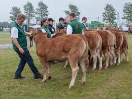 12,21 Kvier 5-6 mdr.  Én kvie i holdet, Grunnet Paprika P fra Søren Grunnet, Billund  (Hold 12,22 også med på billedet)