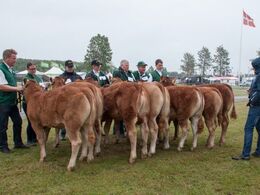 12,22 Kvier 6-8 mdr. Fløj (nr. to fra venstre) Gandrup Olympia fra Michelle Høyer og Simon Smidt, Ferritslev Fyn