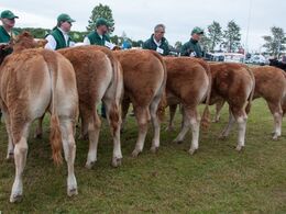 12,23 Kvier 8-10 mdr. Fløj (tv) til Thomsen Olympia fra Kristen Thomsen, Erslev
