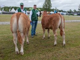 12,24 Kvier 10- 12 mdr. Fløj (tv) til Damgaard Olympia fra Karsten Laursen, Juelsminde