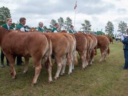 12,25 Kvier 12-14 mdr. Hele holdet af kvier i katalognummerorden. Fløjvinderen kommer på næste billede.