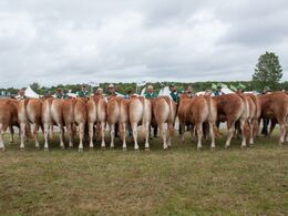 12,26 Kvier 14-16 mdr. Fløj (tv) til Lindegården Otello fra Allan og Peter Kragh Madsen, Randers