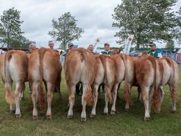 12,27 Kvier 16-18 mdr.  Fløj (tv) til Egsgaard Osaka fra Margit og Erik Egsgaard, Vorbasse