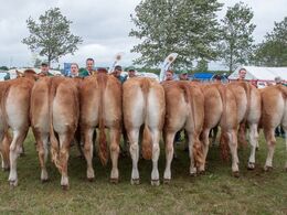 12,28 Kvier 18-21 mdr. Fløj (tv) til Elmely Nutella fra Karsten Sølvhøj Jørgensen, Hedensted