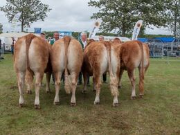 12,30 Kvier 24-27 mdr. Fløj (tv) til Damgaard Nanna fra Karsten Laursen, Juelsminde