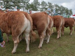 12,31 Kvier 27-30 mdr. Fløj (tv) til Bøgely Nuca fra Tommy Jessing, Brørup